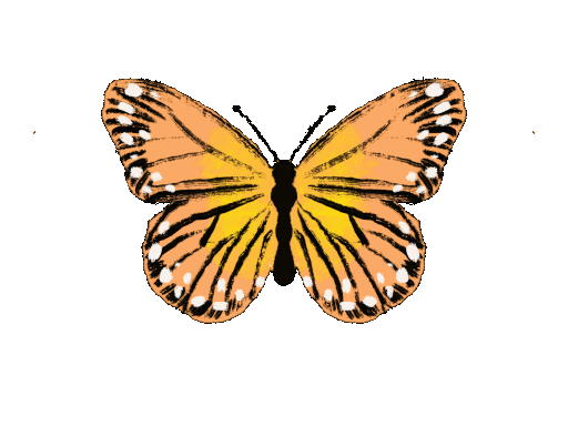 butterfly